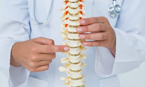 Doctor pointing an anatomical spine on white background